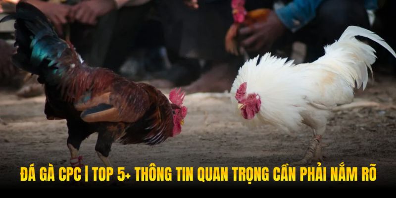 Đá Gà Cpc | Top 5+ Thông Tin Quan Trọng Cần Phải Nắm Rõ