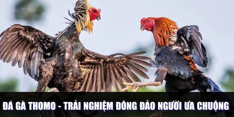 Đá Gà Thomo - Trải Nghiệm Được Đông Đảo Người Ưa Chuộng